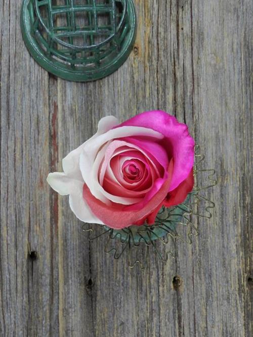 PINK, RED & WHITE   TINTED ROSES